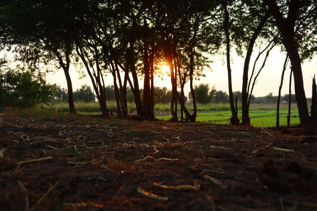 Tranquil sunset view through trees in a rural landscape, creating a peaceful atmosphere.